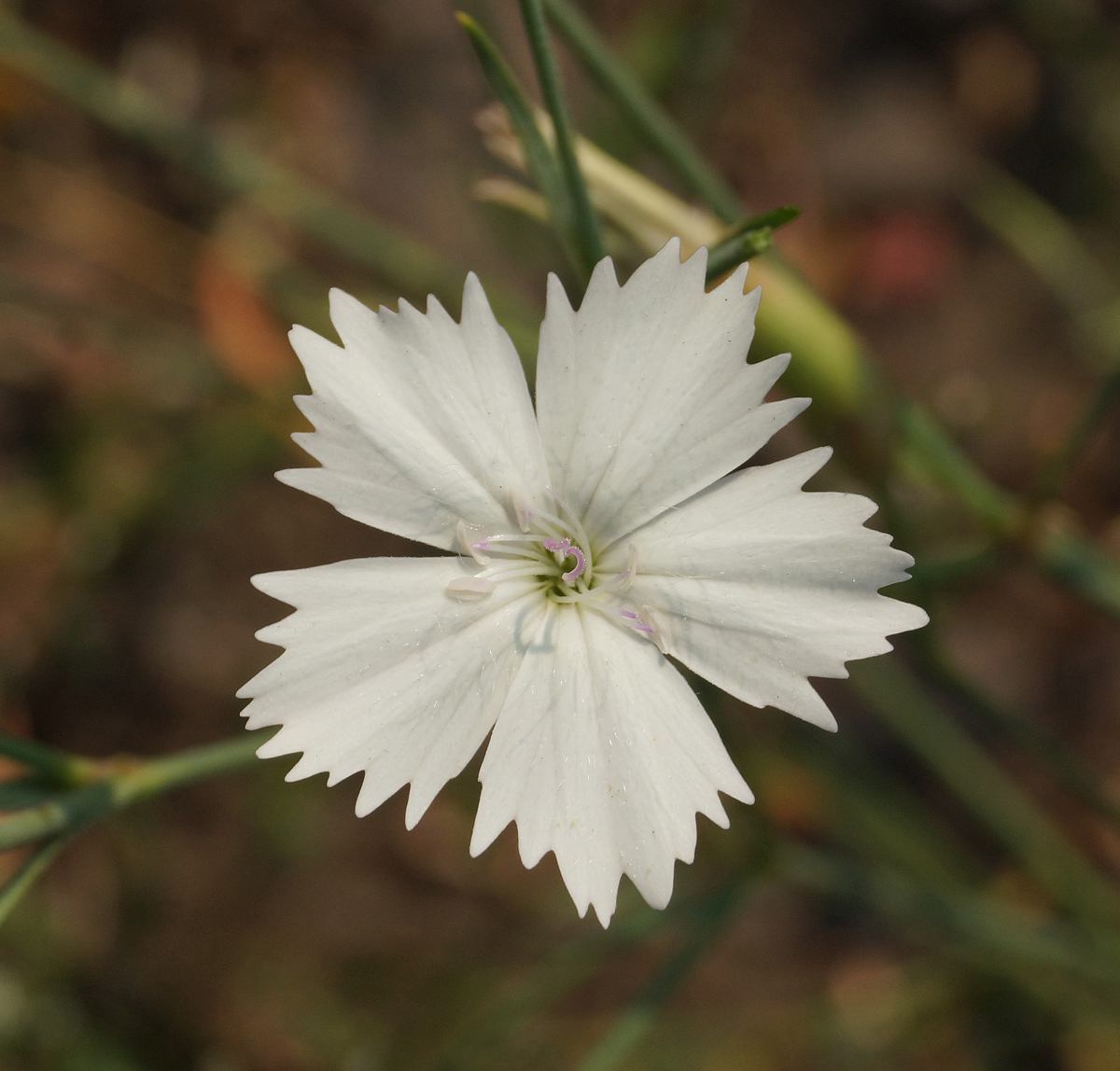 Изображение особи Dianthus ramosissimus.