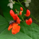 Phaseolus coccineus. Соцветие с кормящейся медоносной пчелой. Амурская обл., Бурейский р-н, с. Виноградовка, огород. 27.07.2016.