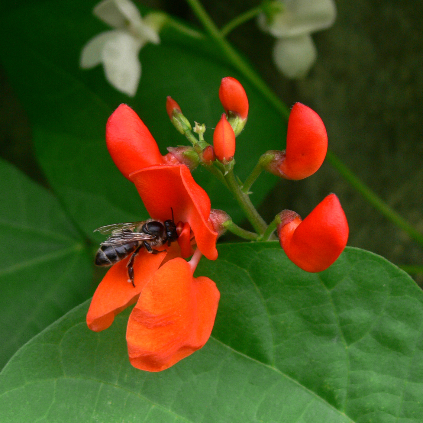 Изображение особи Phaseolus coccineus.