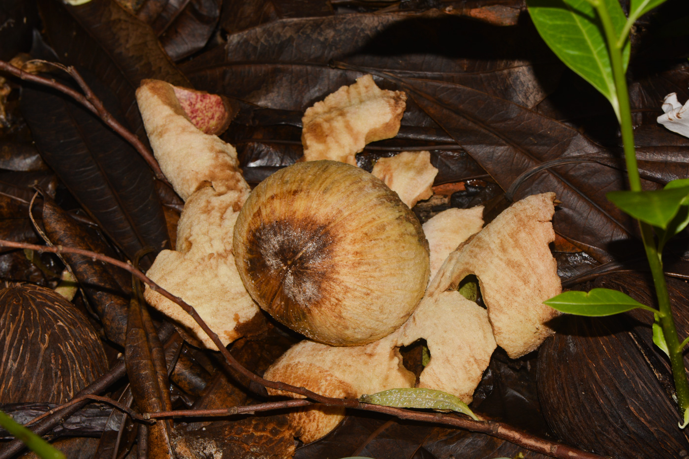 Image of Cerbera odollam specimen.