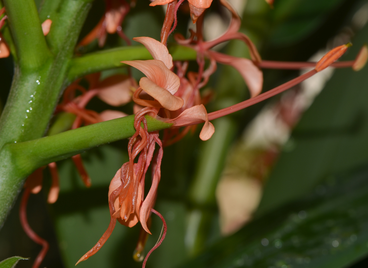 Изображение особи Hedychium coccineum.