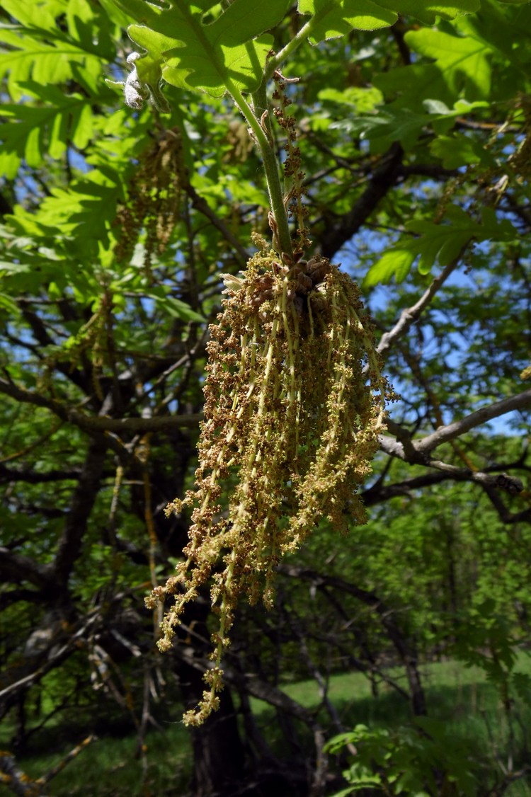 Изображение особи Quercus pubescens.