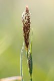 genus Carex. Верхушка растения с соцветиями. Краснодарский край, Апшеронский р-н, окр. пос. Мезмай, Камышанова поляна. 09.05.2017.