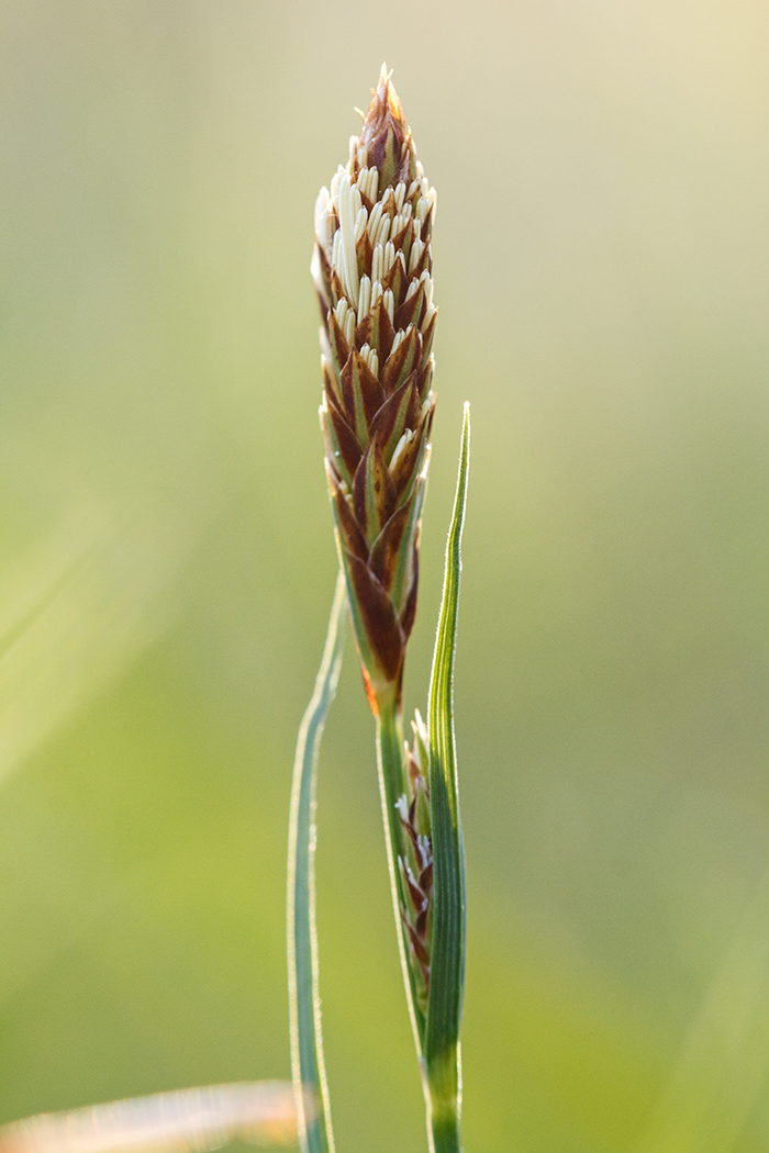 Изображение особи род Carex.