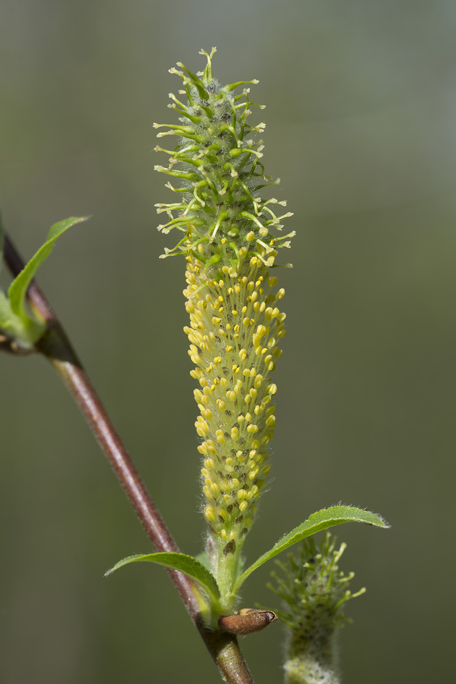 Изображение особи Salix myrsinifolia.