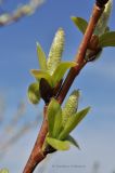 Salix lucida