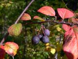 Cotoneaster melanocarpus