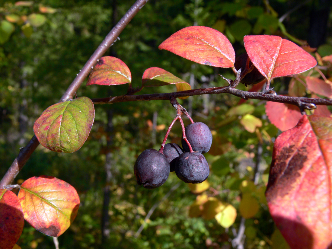 Image of Cotoneaster melanocarpus specimen.