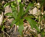 Anemone sylvestris. Листья. Башкортостан, долина р. Юрюзань ниже г. Усть-Катав, скалы Пороховой горы, разреженный сосновый бор. 10 июня 2017 г.