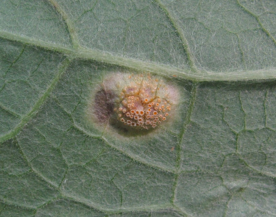 Image of Petasites albus specimen.