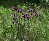Cirsium heterophyllum. Цветущие растения. Московская обл., Раменский р-н, окр. ж.-д. платформы Хрипань, просека под ЛЭП. 04.07.2017.