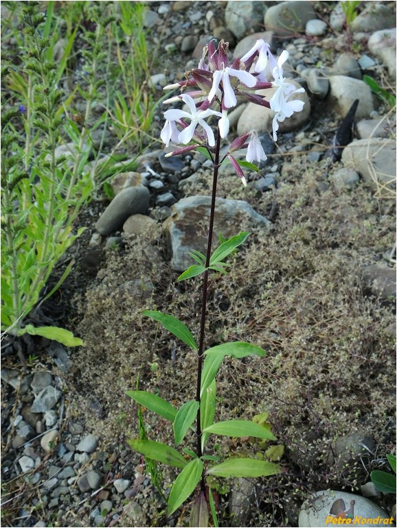 Image of Saponaria officinalis specimen.