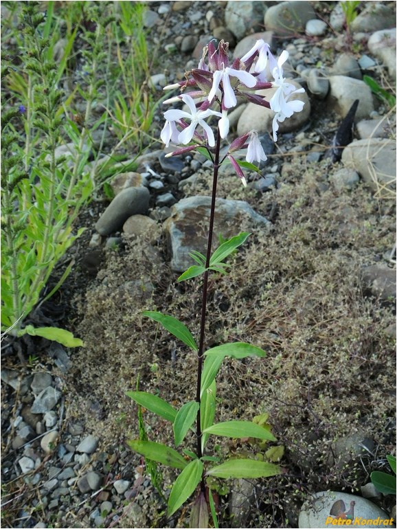 Изображение особи Saponaria officinalis.