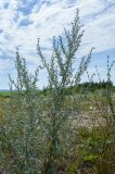 Artemisia absinthium