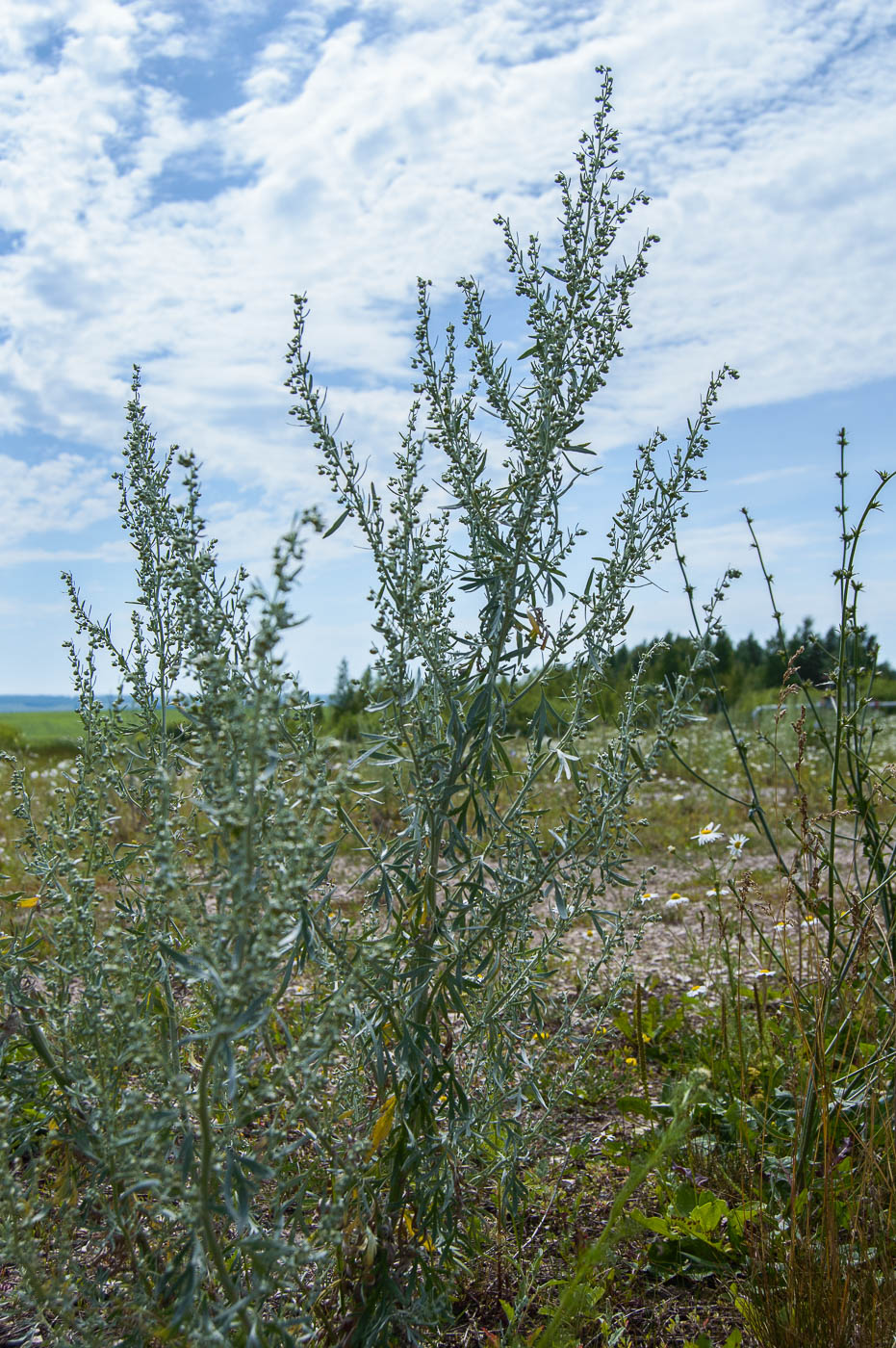 Изображение особи Artemisia absinthium.