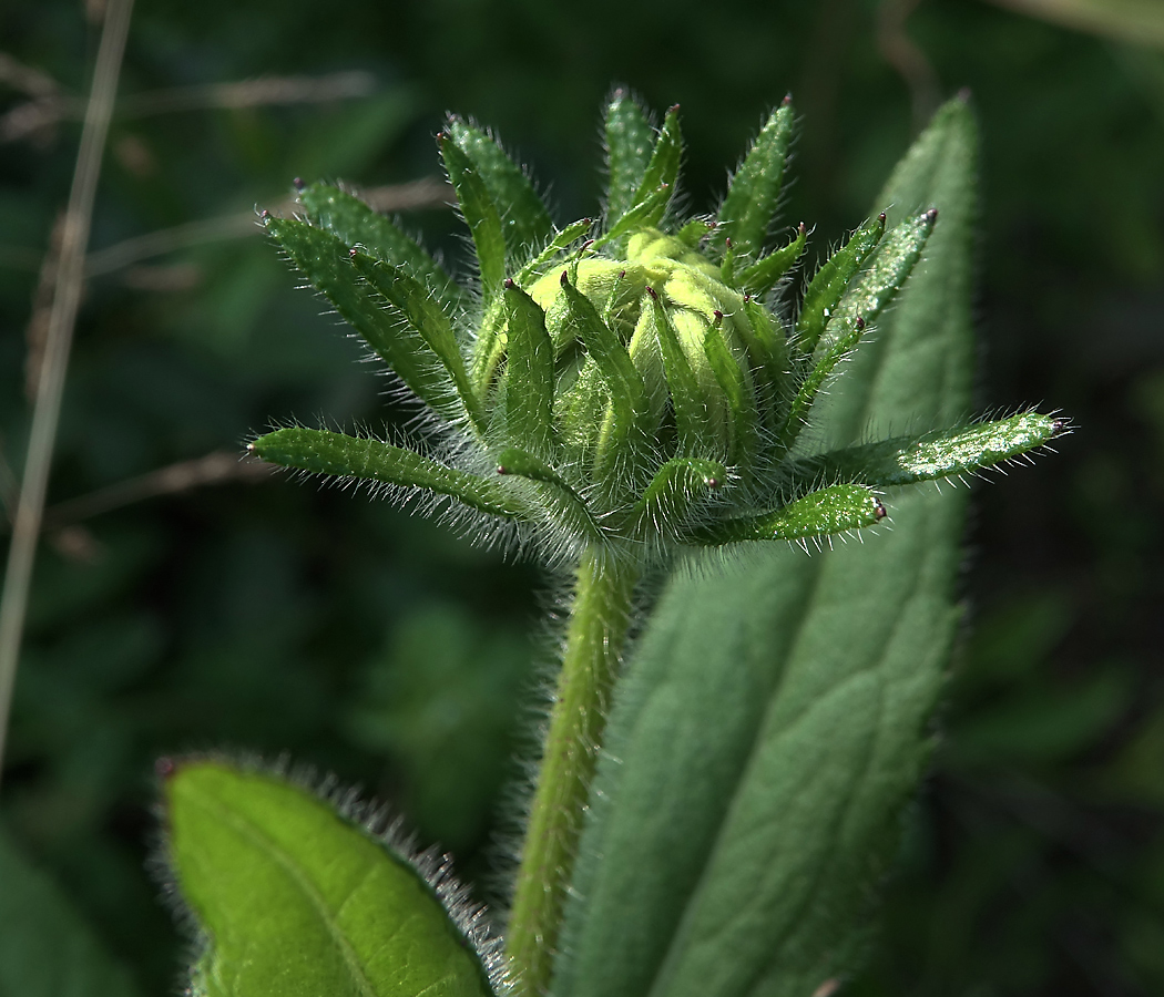 Image of Rudbeckia hirta specimen.