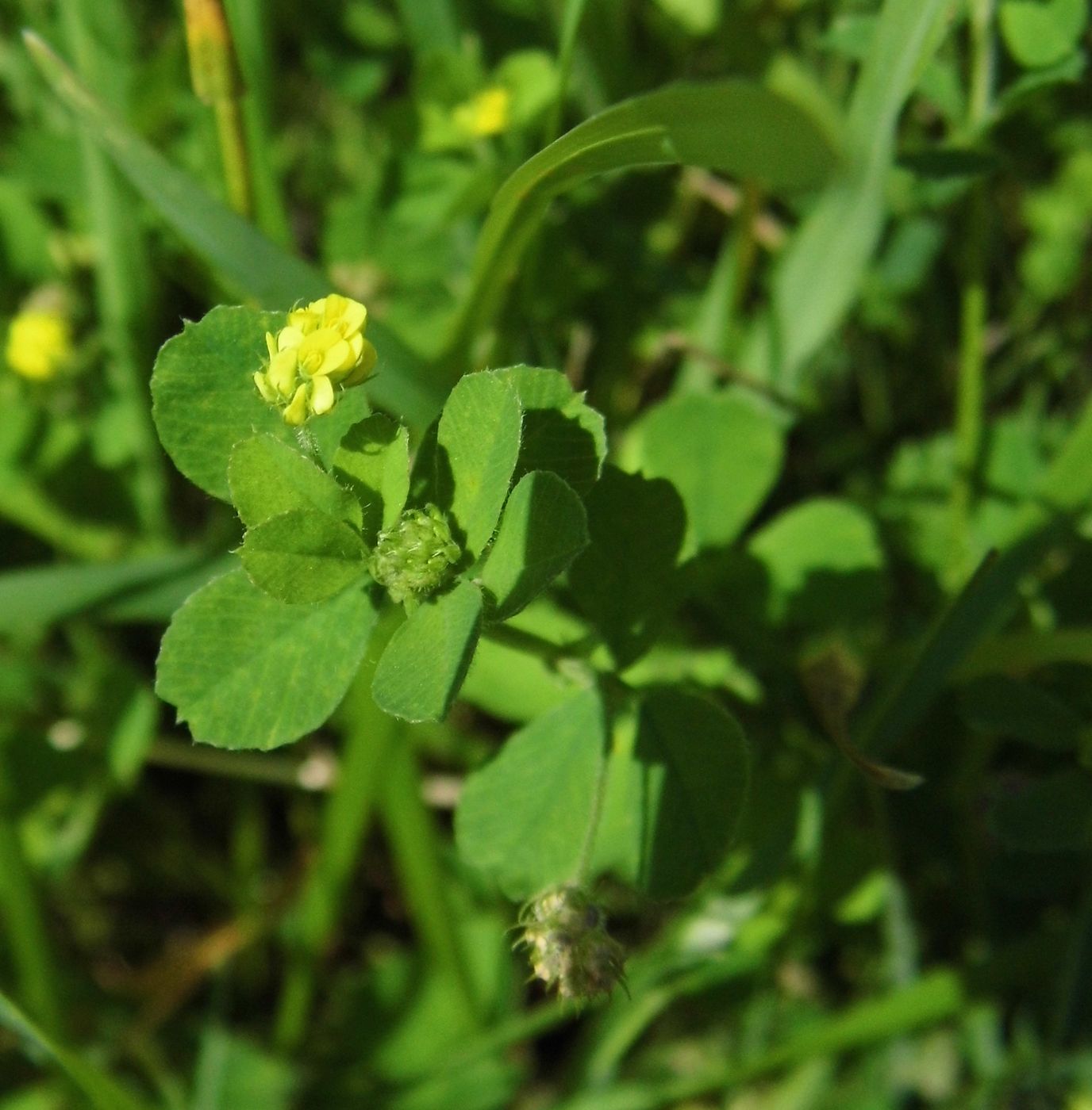 Image of Medicago lupulina specimen.