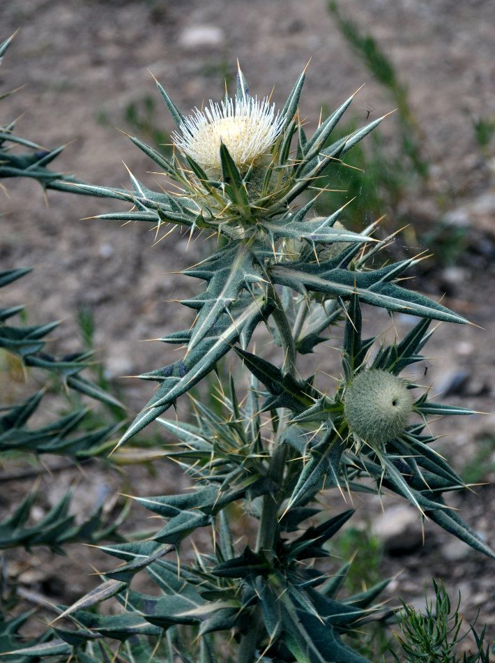 Image of Cirsium turkestanicum specimen.