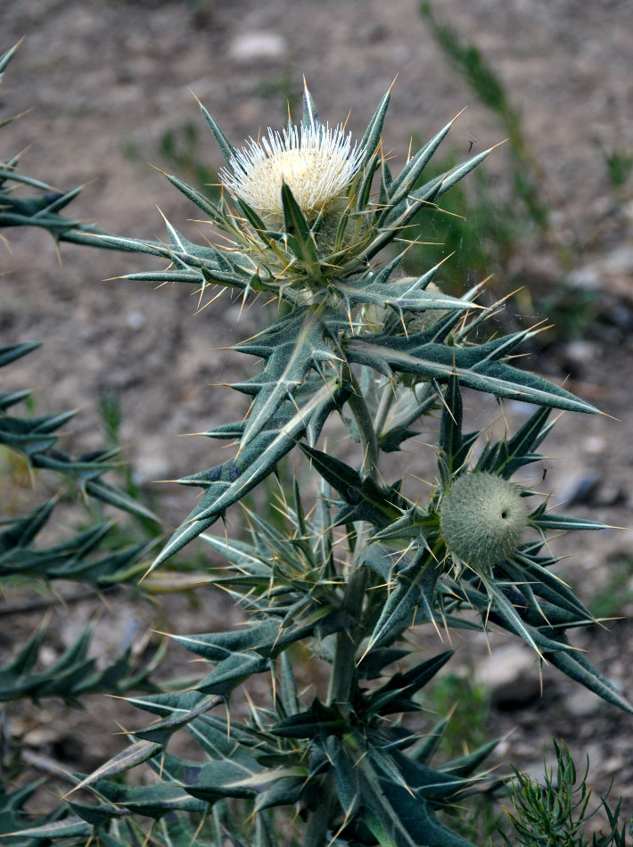 Изображение особи Cirsium turkestanicum.