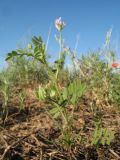 Astragalus filicaulis