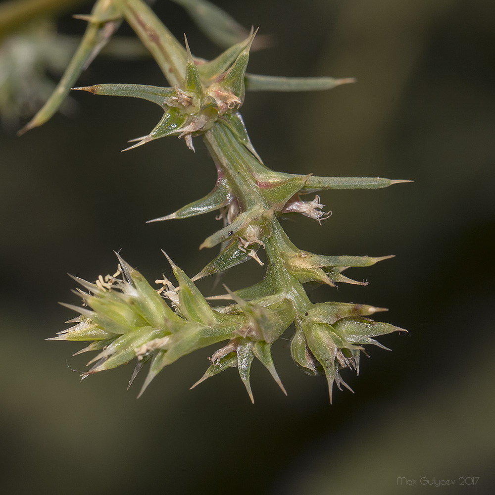 Изображение особи Salsola tragus.