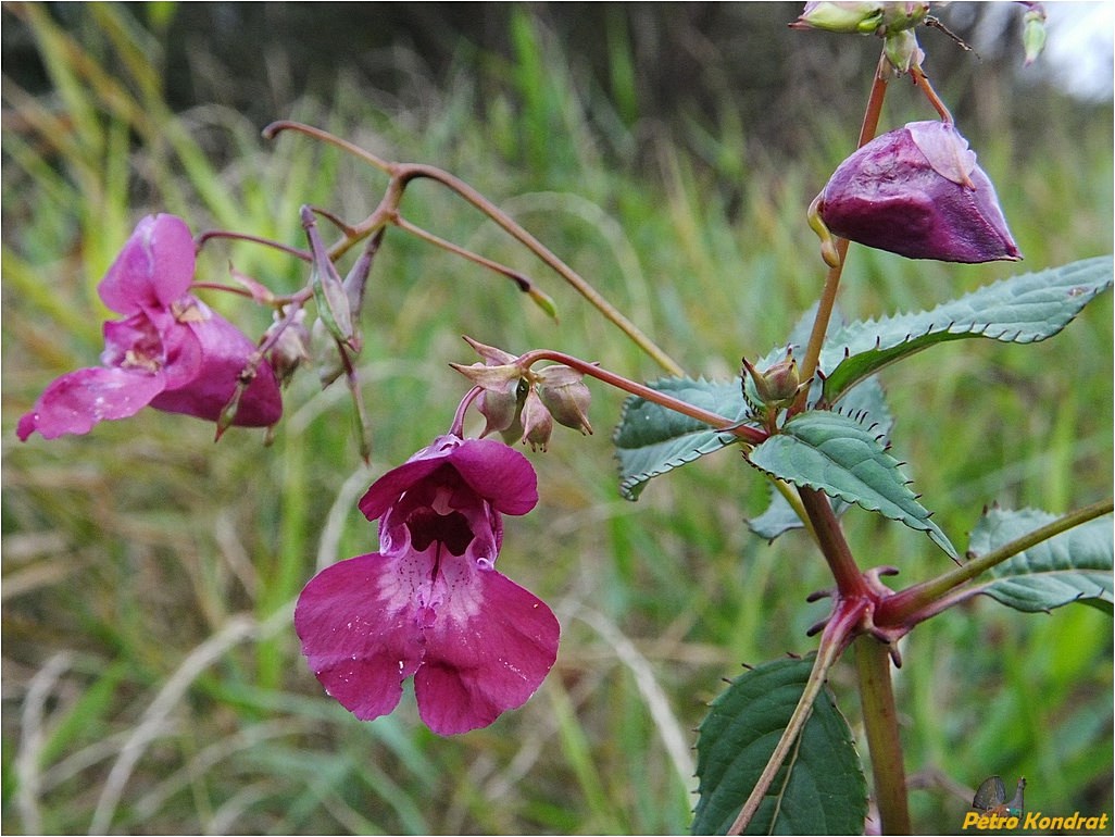 Image of Impatiens glandulifera specimen.