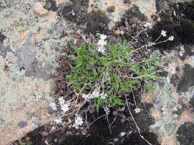 Изображение особи семейство Asteraceae.