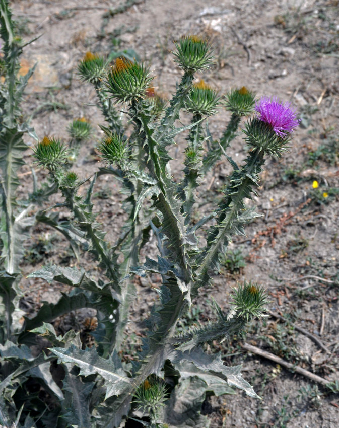Image of Onopordum acanthium specimen.
