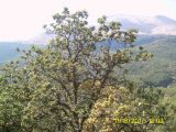 Quercus macranthera