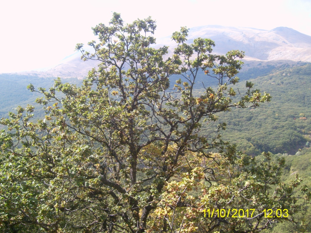 Изображение особи Quercus macranthera.