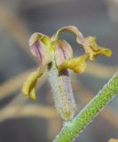 Matthiola arabica. Часть стебля с цветком. Израиль, южная Арава, восточные окр. киббуца Самар, заповедник \"Пески Самар\". 20.02.2017.