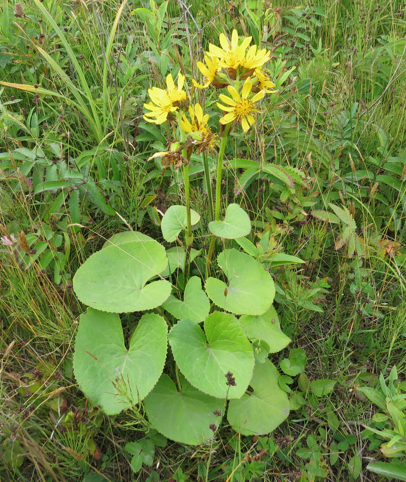 Image of Ligularia hodgsonii specimen.