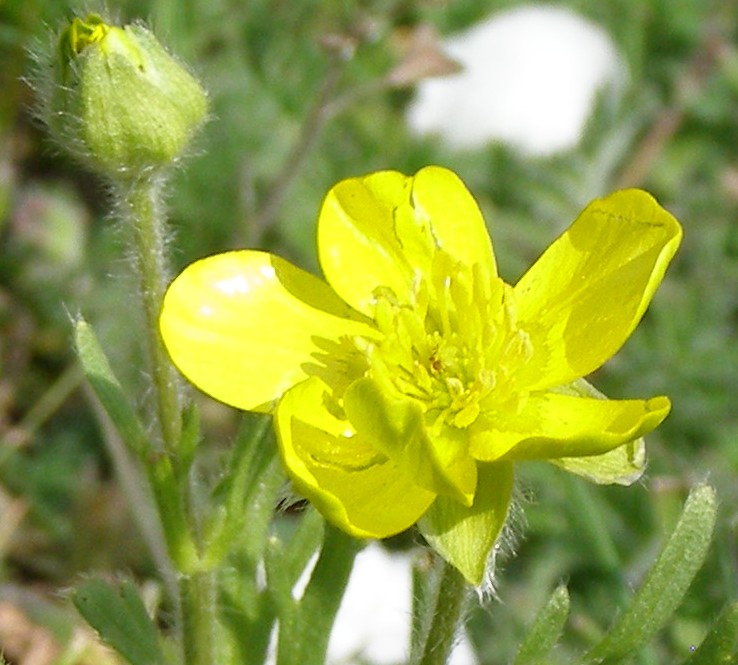 Image of Ranunculus oxyspermus specimen.