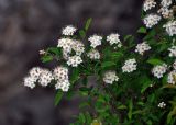 Spiraea flexuosa