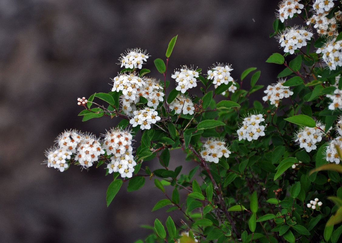 Image of Spiraea flexuosa specimen.
