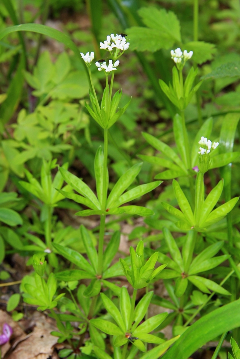 Image of Galium odoratum specimen.