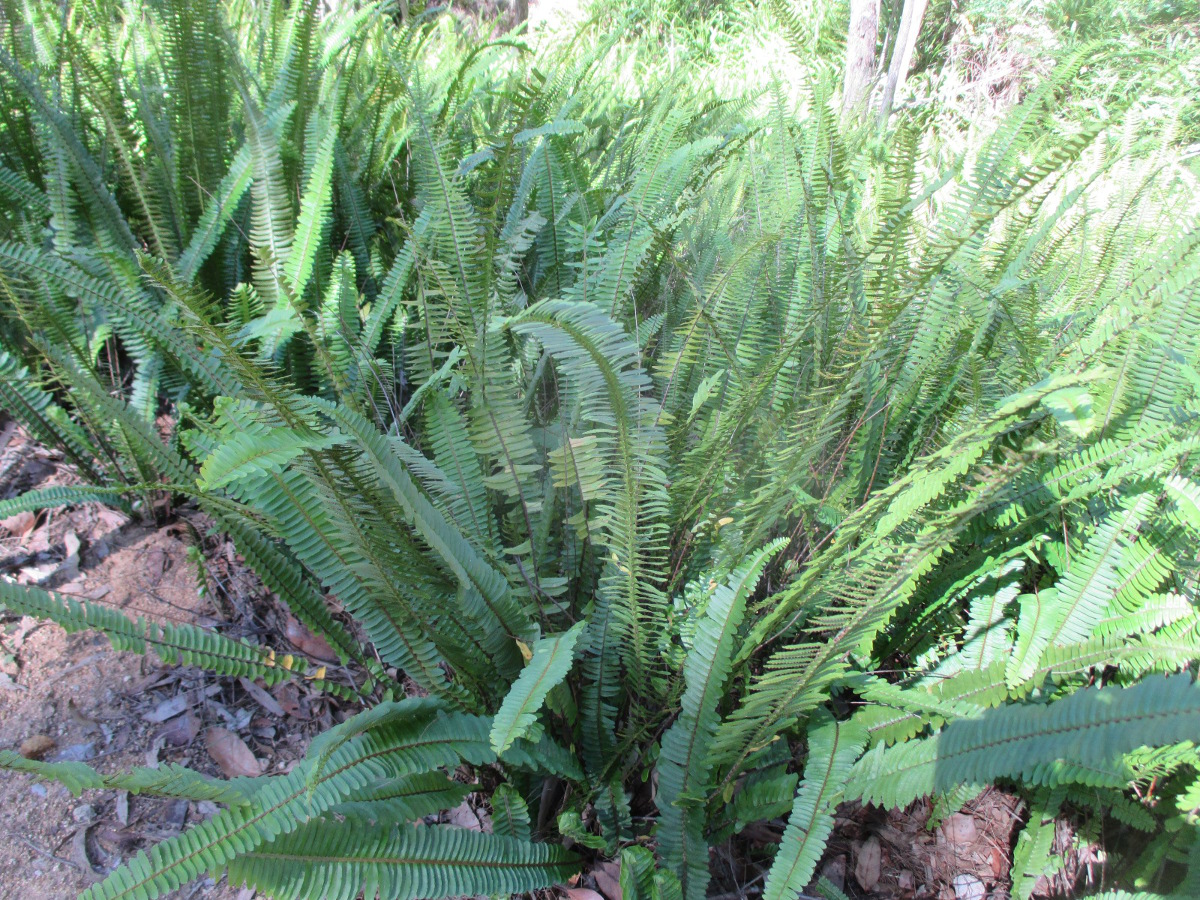 Изображение особи Nephrolepis cordifolia.