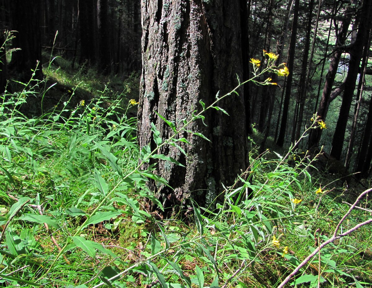 Image of genus Hieracium specimen.
