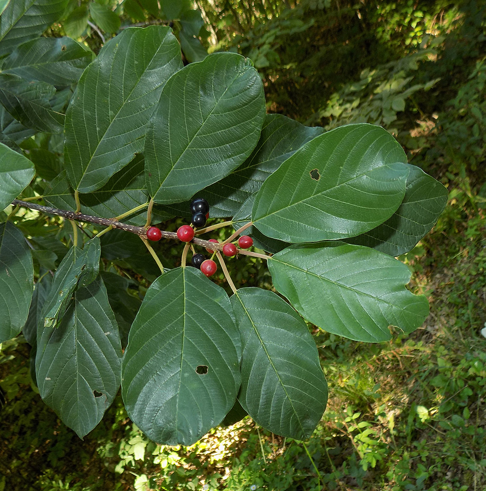 Изображение особи Frangula alnus.