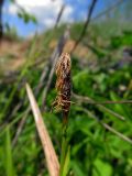 View full-size image Carex pilosa
