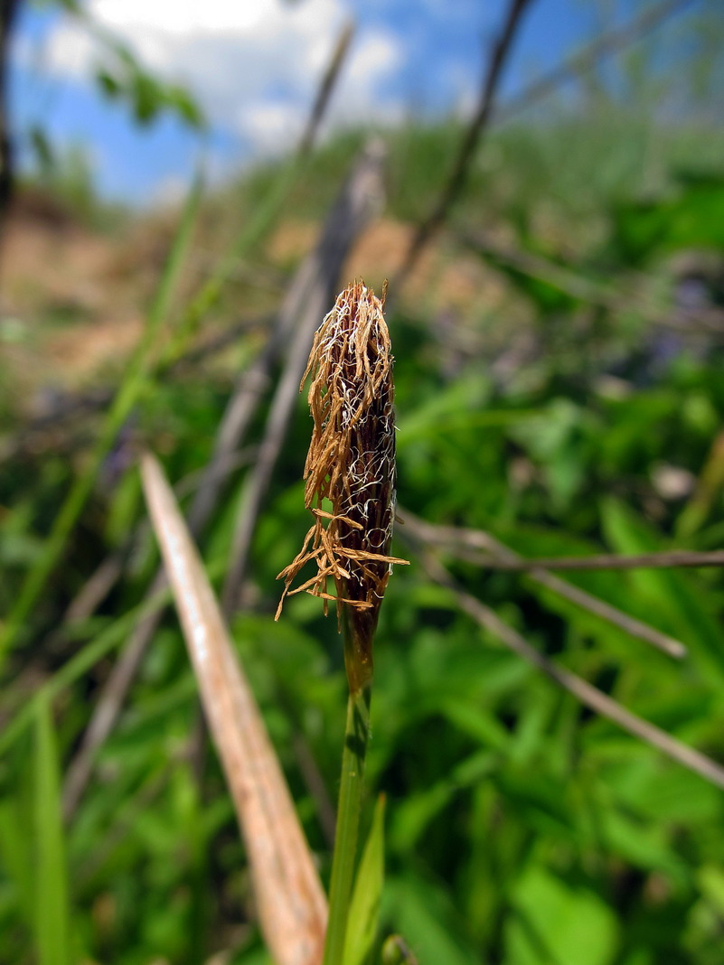 Изображение особи Carex pilosa.