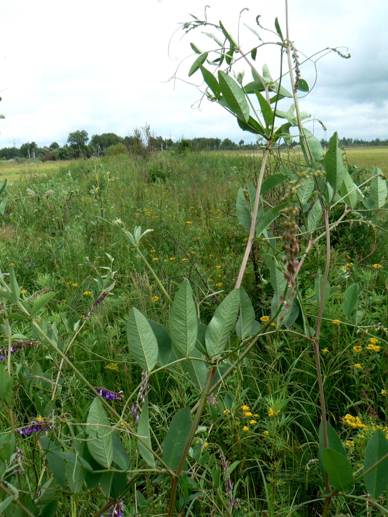 Image of Vicia pseudorobus specimen.