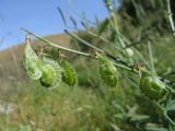 Onobrychis pulchella. Соплодие с незрелыми плодами. Казахстан, Южно-Казахстанская обл., Сырдарья-Туркестанский государственный региональный природный парк, Боралдайский филиал, бас. р. Аяк-Сунгу, крупнозлаковое саванноидное сообщество. 02.06.2016.