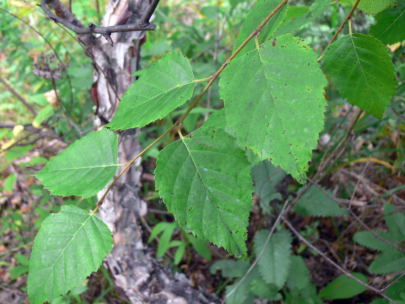 Изображение особи Betula dauurica.