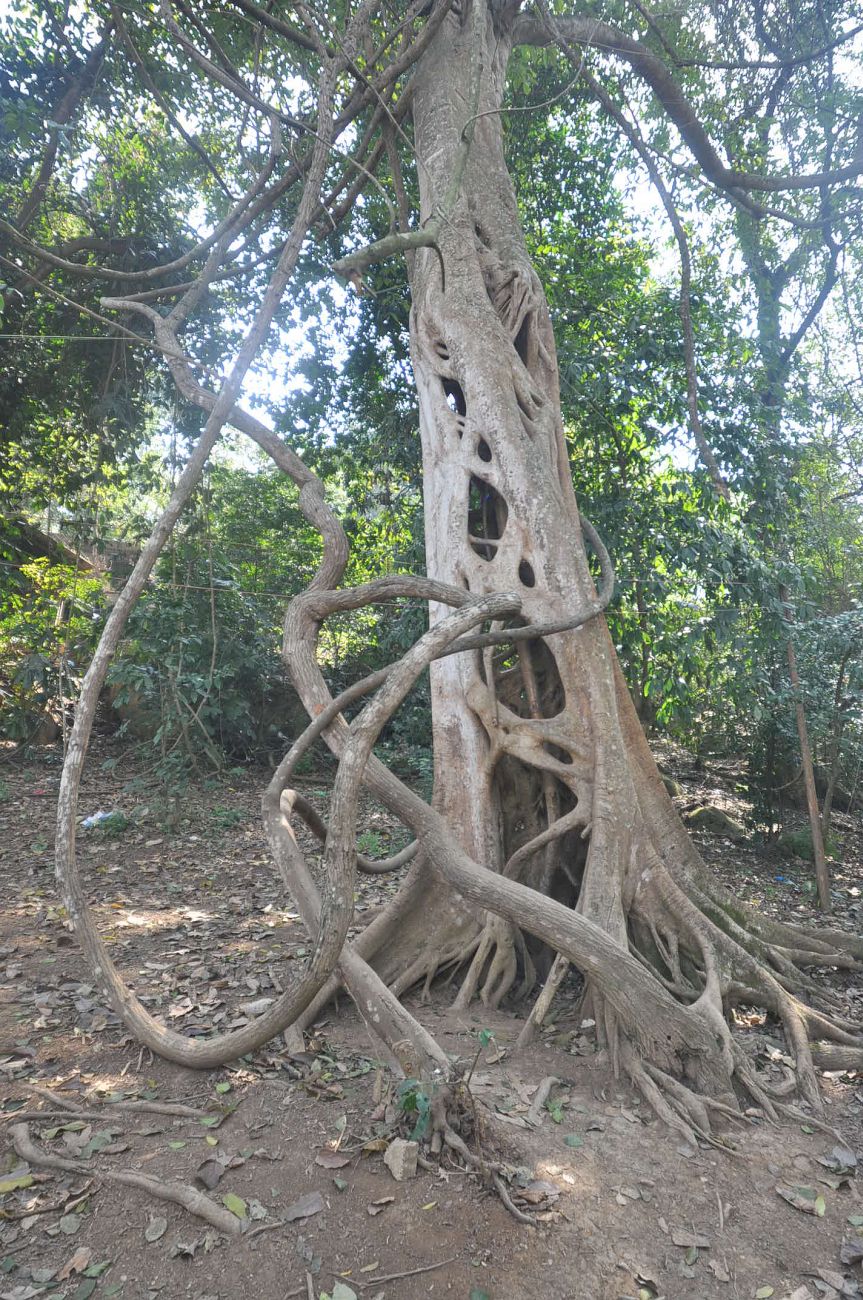 Image of genus Ficus specimen.