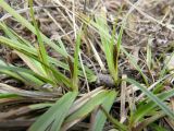 Carex ericetorum