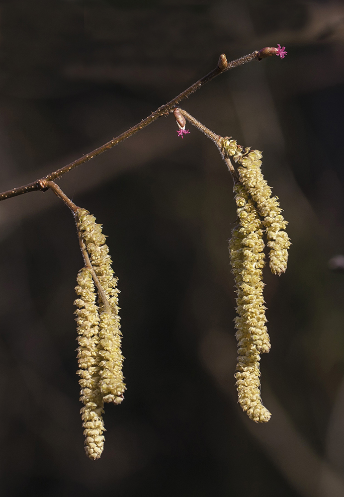 Image of Corylus avellana specimen.