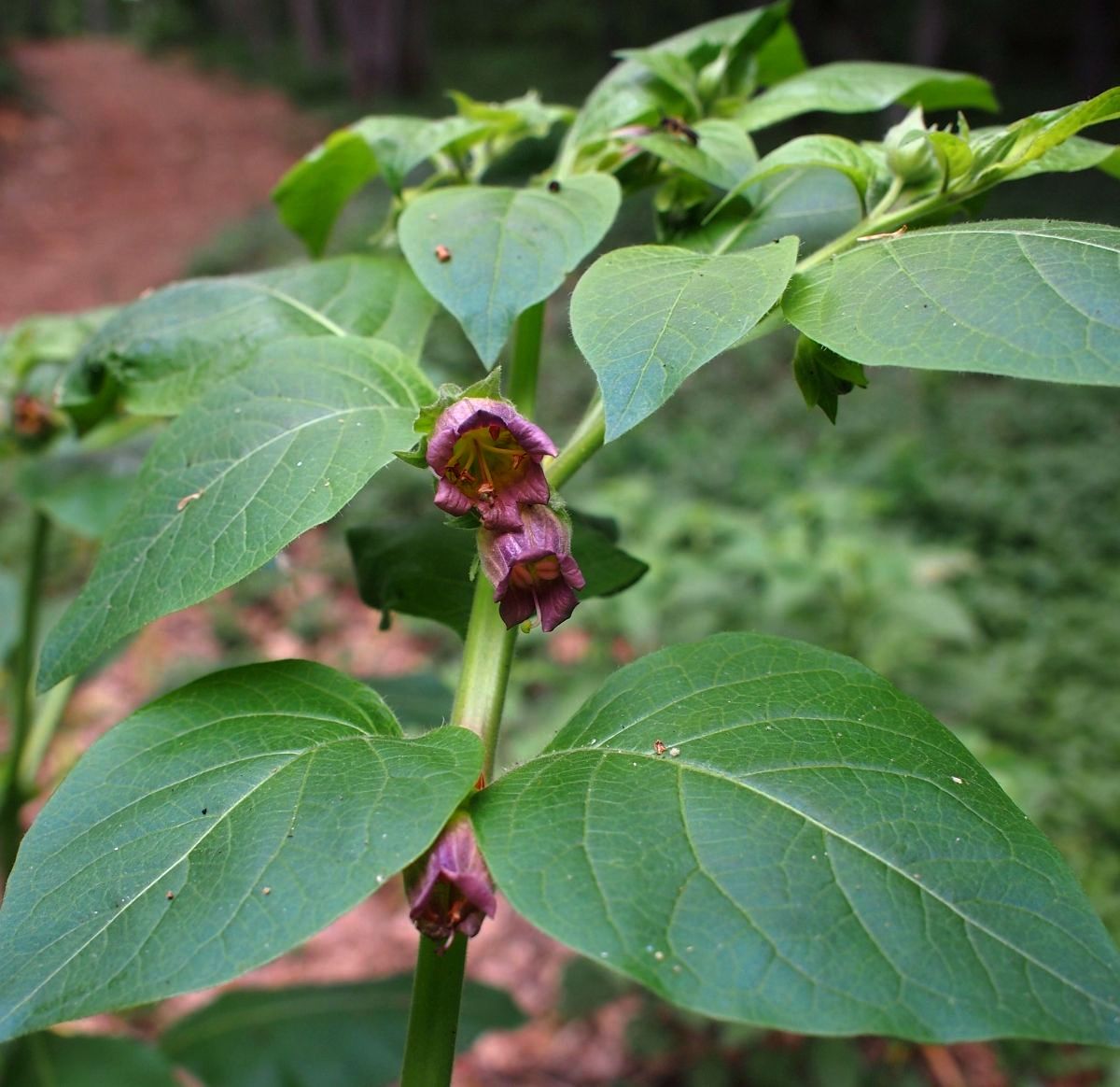 Image of Atropa bella-donna specimen.