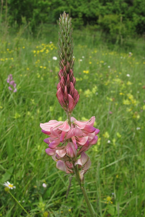 Image of Onobrychis viciifolia specimen.