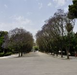 Jacaranda mimosifolia